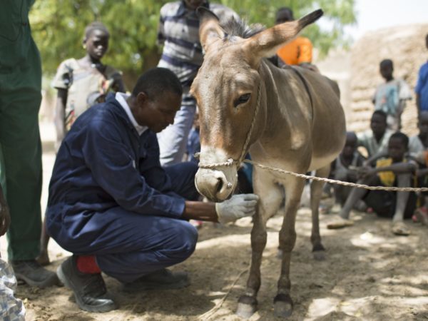 Working donkey receives treatment from a SPANA vet in Segou, Mali