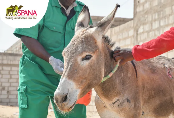 Aly being treated at the mobile clinic