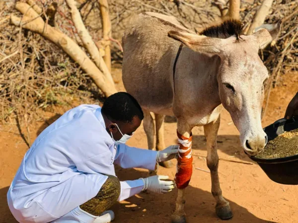 vet wraps a donkeys injured leg with bandages and iodine