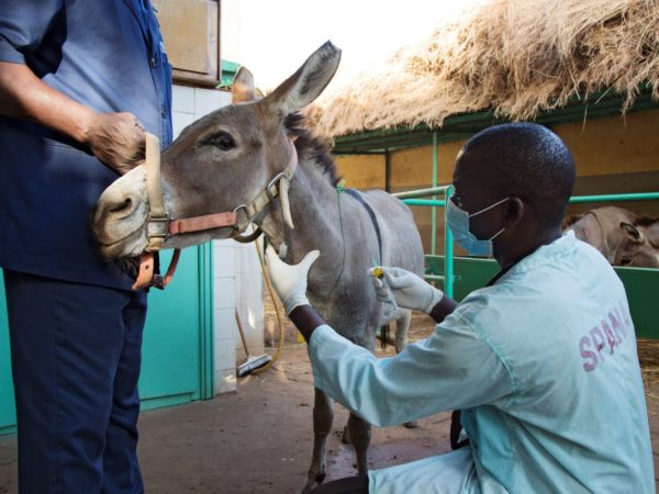 Tetanus working donkey vaccination