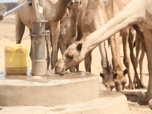 Camel drinks from a repaired borehole