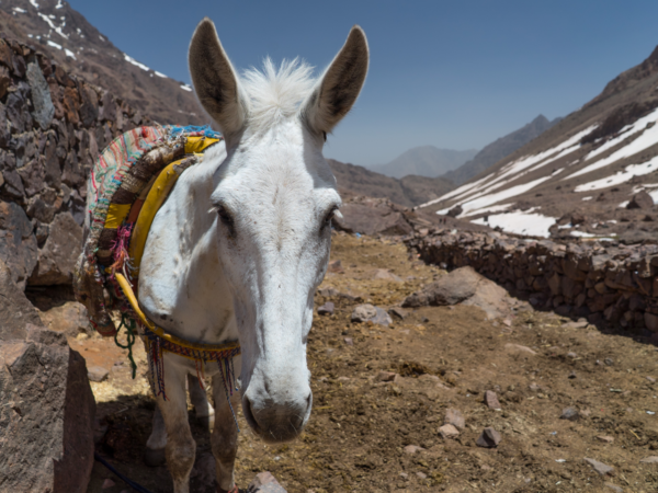 A working donkey in the mountains