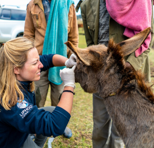 Working donkey treated by veterinarian