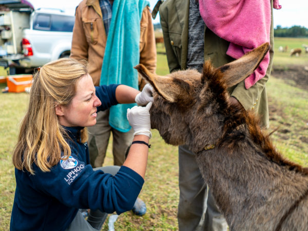 Working donkey treated by veterinarian
