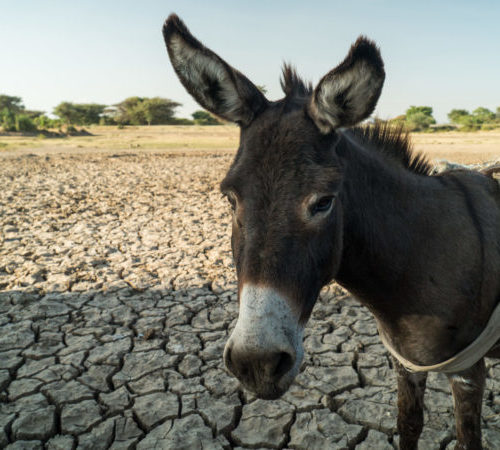 Working donkey in Shashamane, Ethiopia affected by drought