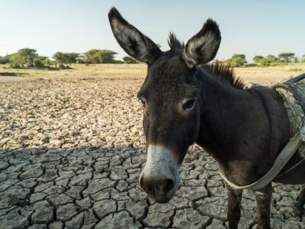 Working donkey in Shashamane, Ethiopia affected by drought