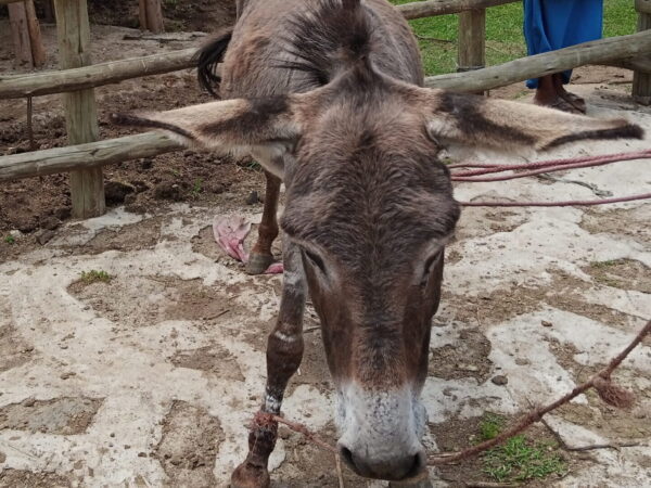 A malnourished and underweight working donkey, whose symptoms were caused by internal parasites