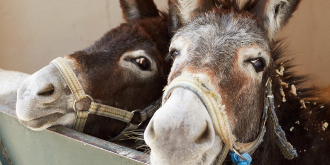 Two donkeys looking happy in a stable