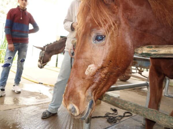 Close-up of a horse with dental issues