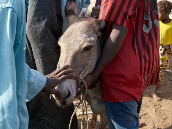 Pregnant donkey suffering from dental disease
