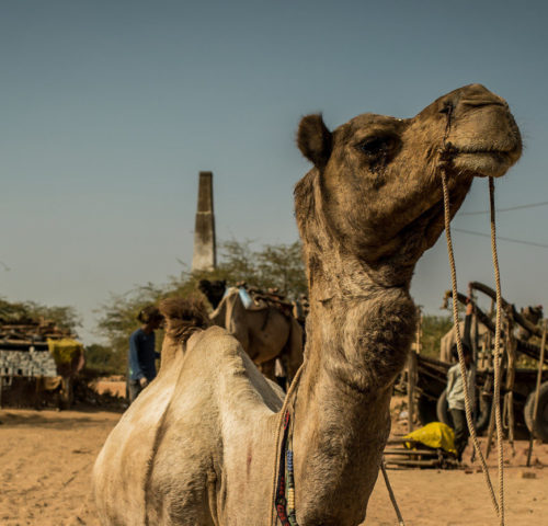 Working camel