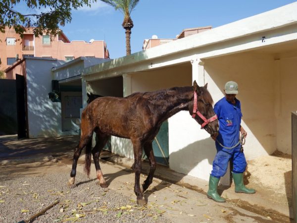 Working horse walking into stable with SPANA vet to recover from surgery