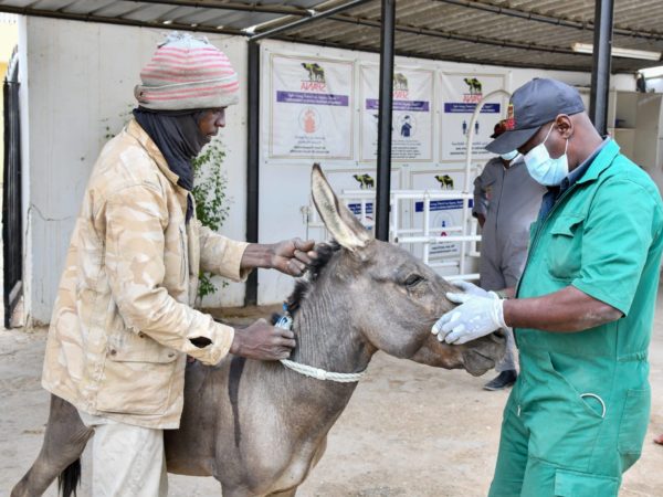 Veterinarian treats donkey for dental disease