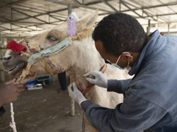 A veterinarian treating a horse suffering from EZL. The horse has abrasions on its face and body and appears weak.