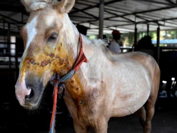 A working horse with abrasions on its face and body. The animal is suffering from EZL.