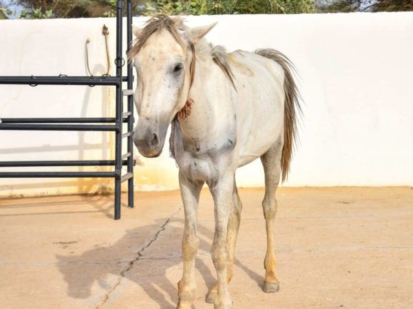A horse with arthritis in Mauritania