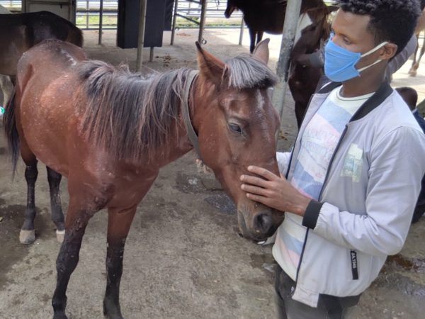 A horse suffering from EZL has legions and ulcers on his leg. The horse is being treated by a veterinarian.