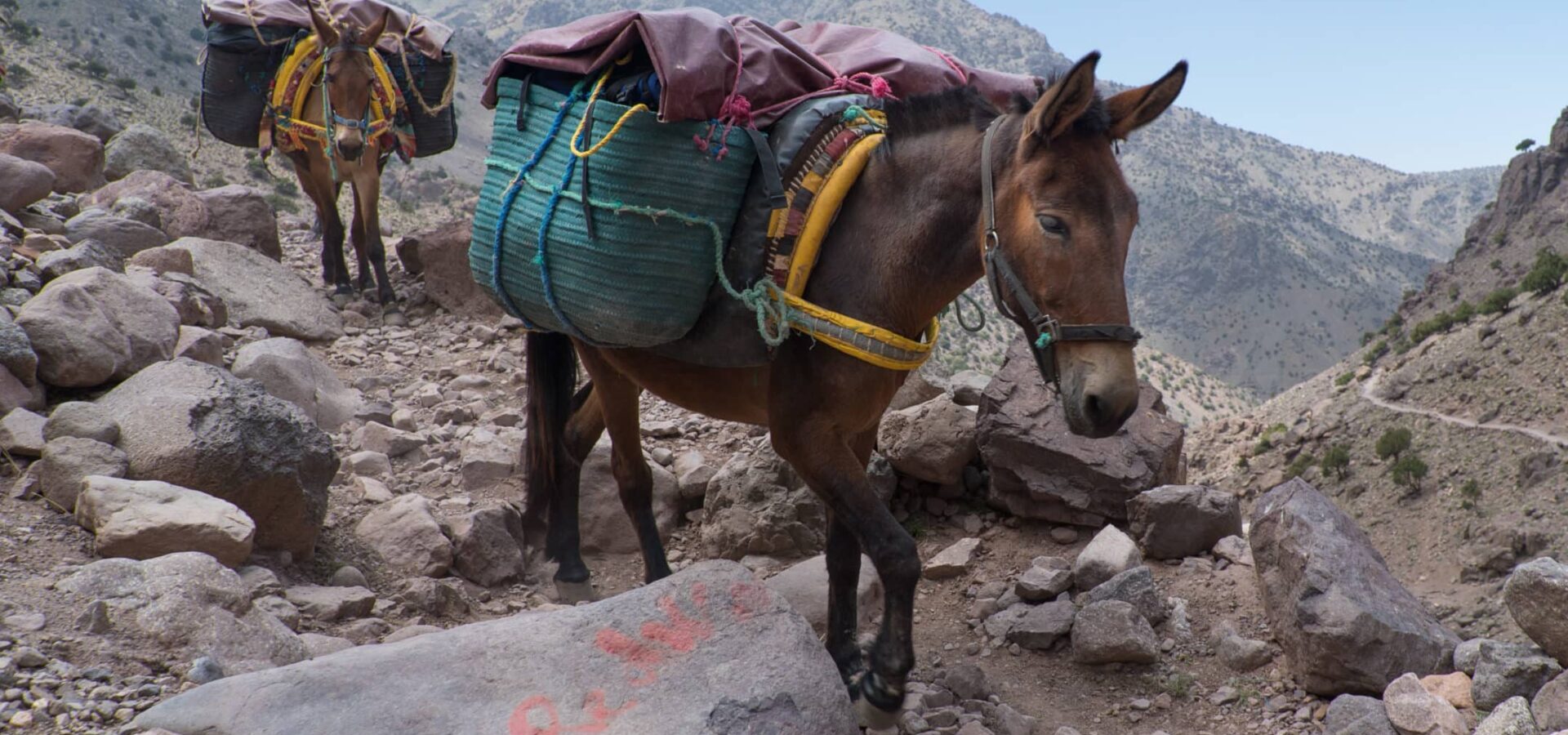 Two donkeys carrying large bags up a rocky mountain