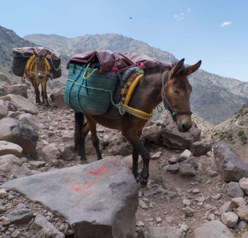 Two donkeys carrying large bags up a rocky mountain