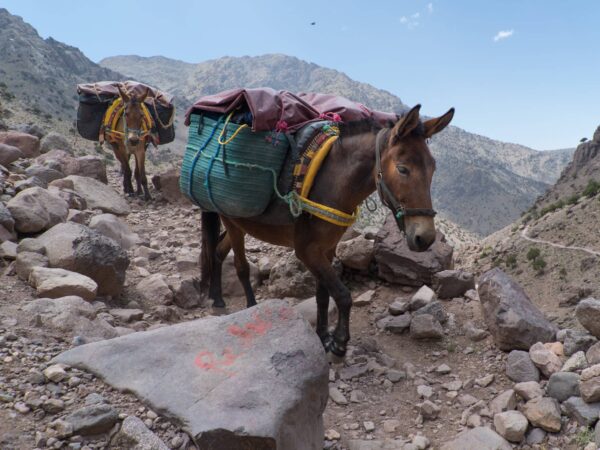 Two donkeys carrying large bags up a rocky mountain