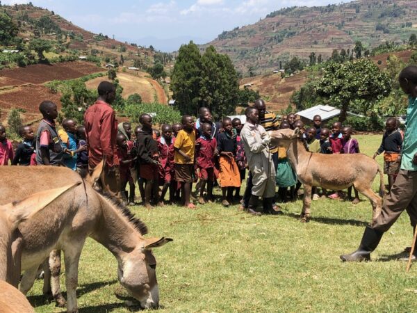 Two donkeys in a field with children watching one man look at the donkey's nose.