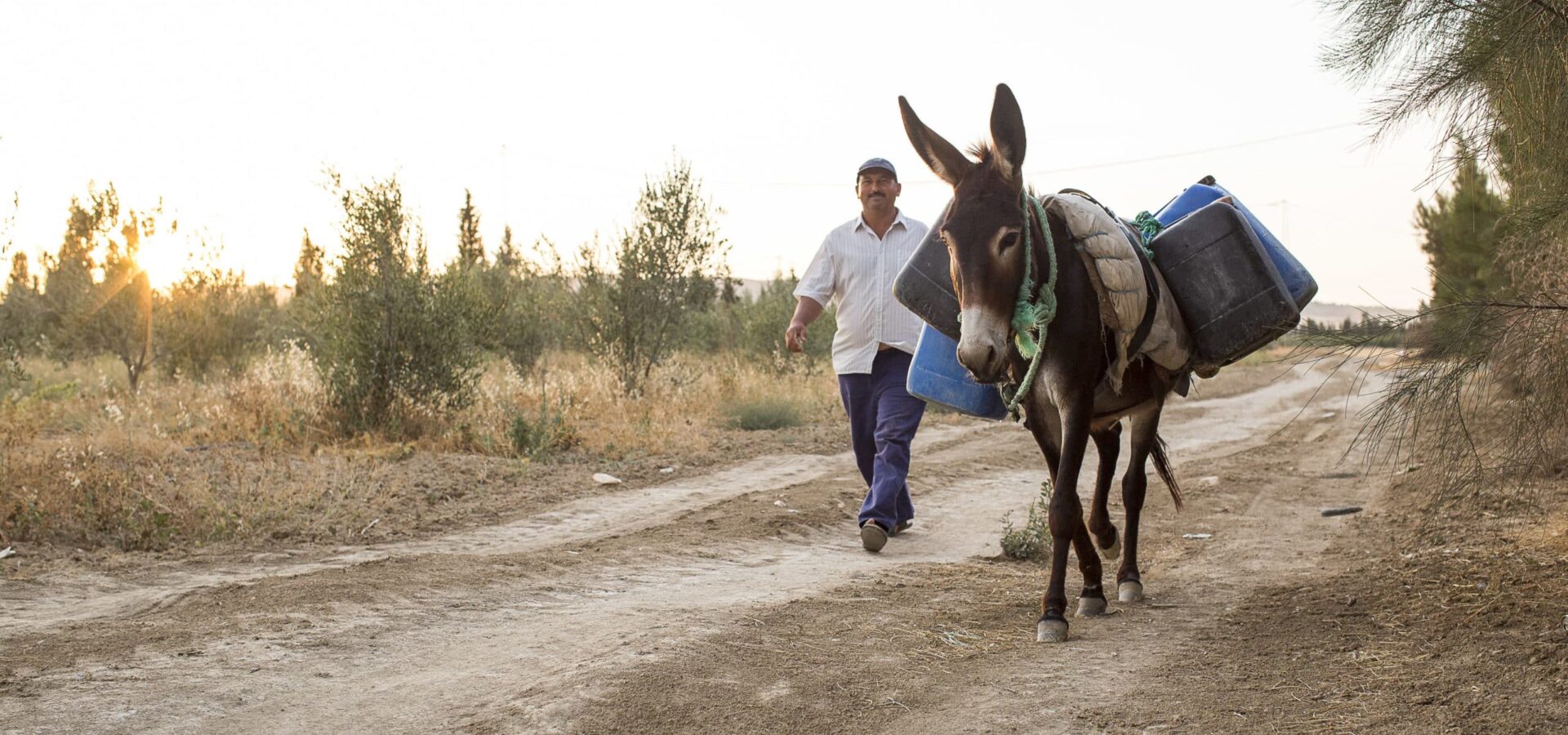 Donkey carrying four large containers with a man wearing a white shirt walking alongside it