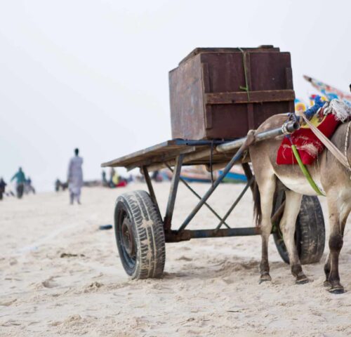 Working donkey pulling a cart with a large box on top across the sand