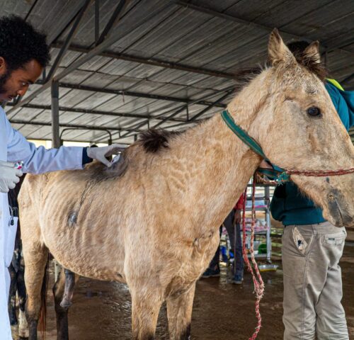A working equine animal receives treatment at the SPANA centre in Ethiopia for harness wounds.