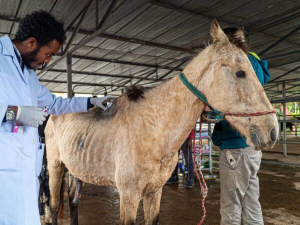 A working equine animal receives treatment at the SPANA centre in Ethiopia for harness wounds.