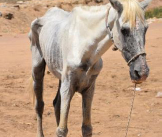 Extremely thin white horse wearing rope harness