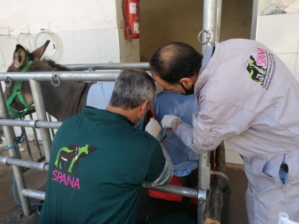 A working donkey receives treatment for eating plastic from two SPANA veterinarians.