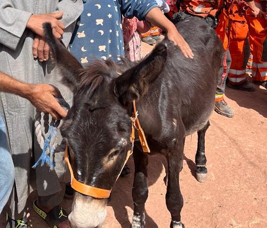 brown donkey being stroked by people with rescue team in orange jackets behind them