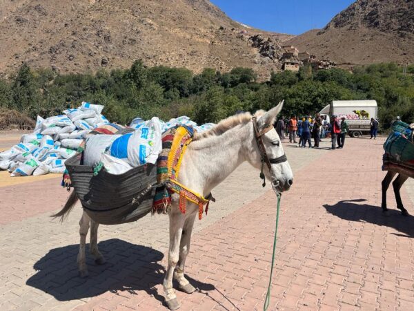 A mule carries feed supplies to distribute to animals affected by the earthquake in Morocco.