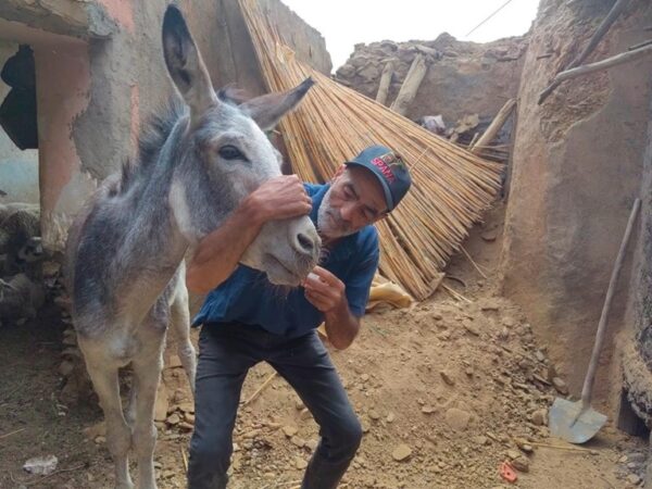 A working donkey receives veterinary treatment by a SPANA team member after the earthquake in Morocco.