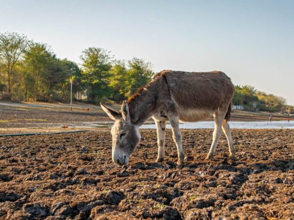 A donkey grazes on a dry river bed during droughts in Botswana.