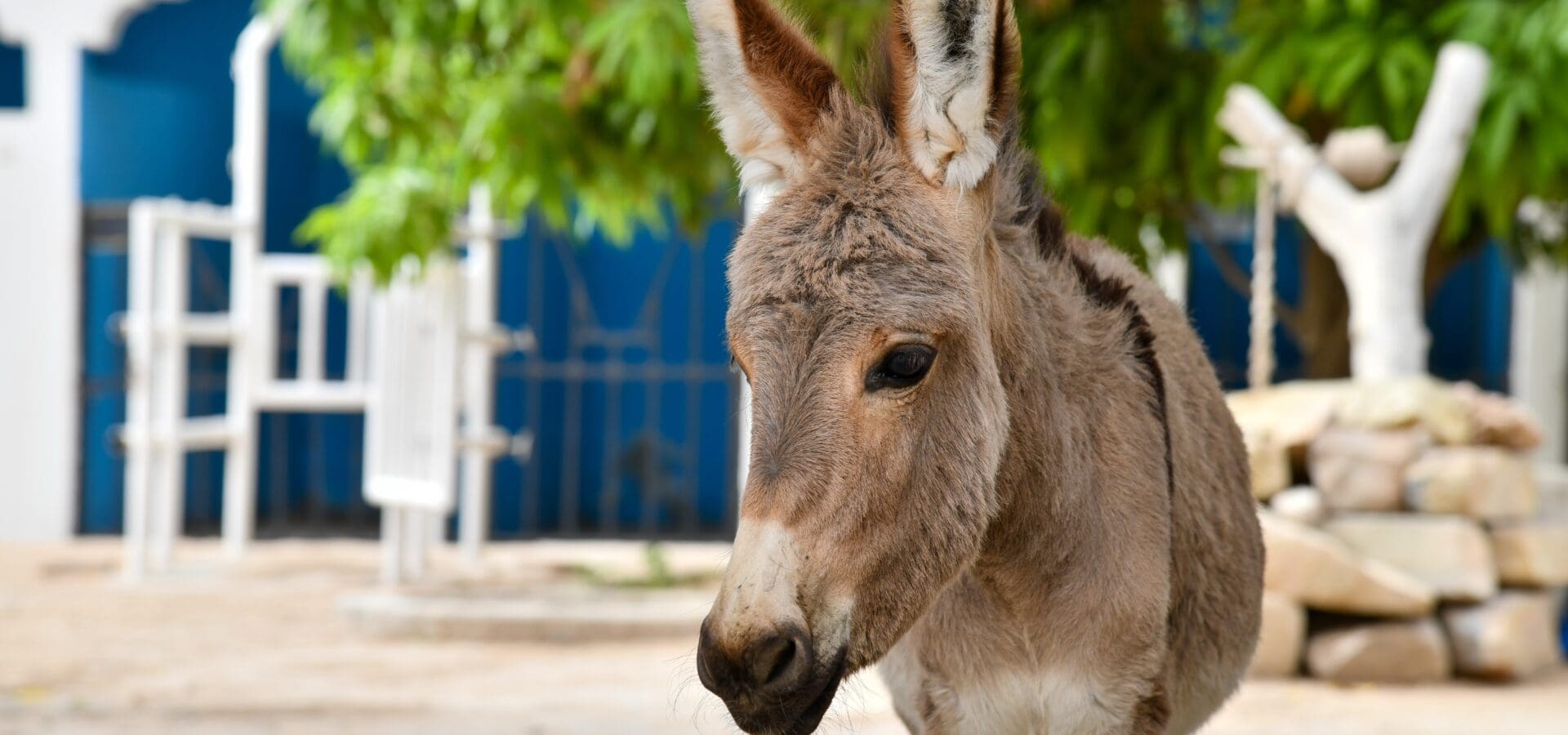 A cute donkey foal stands alone. She was brought to the SPANA centre in Mauritania alongside her mother, who needed treatment for painful wounds after a road collision.