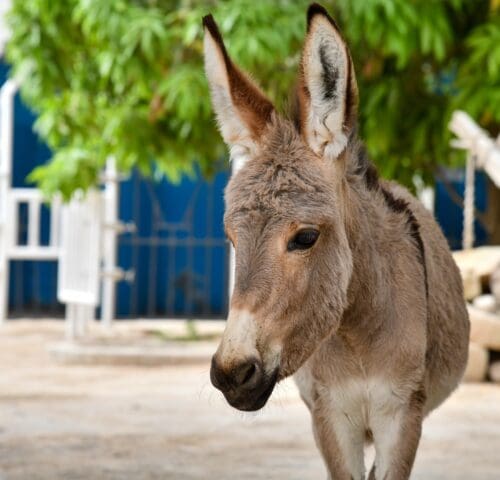 A cute donkey foal stands alone. She was brought to the SPANA centre in Mauritania alongside her mother, who needed treatment for painful wounds after a road collision.