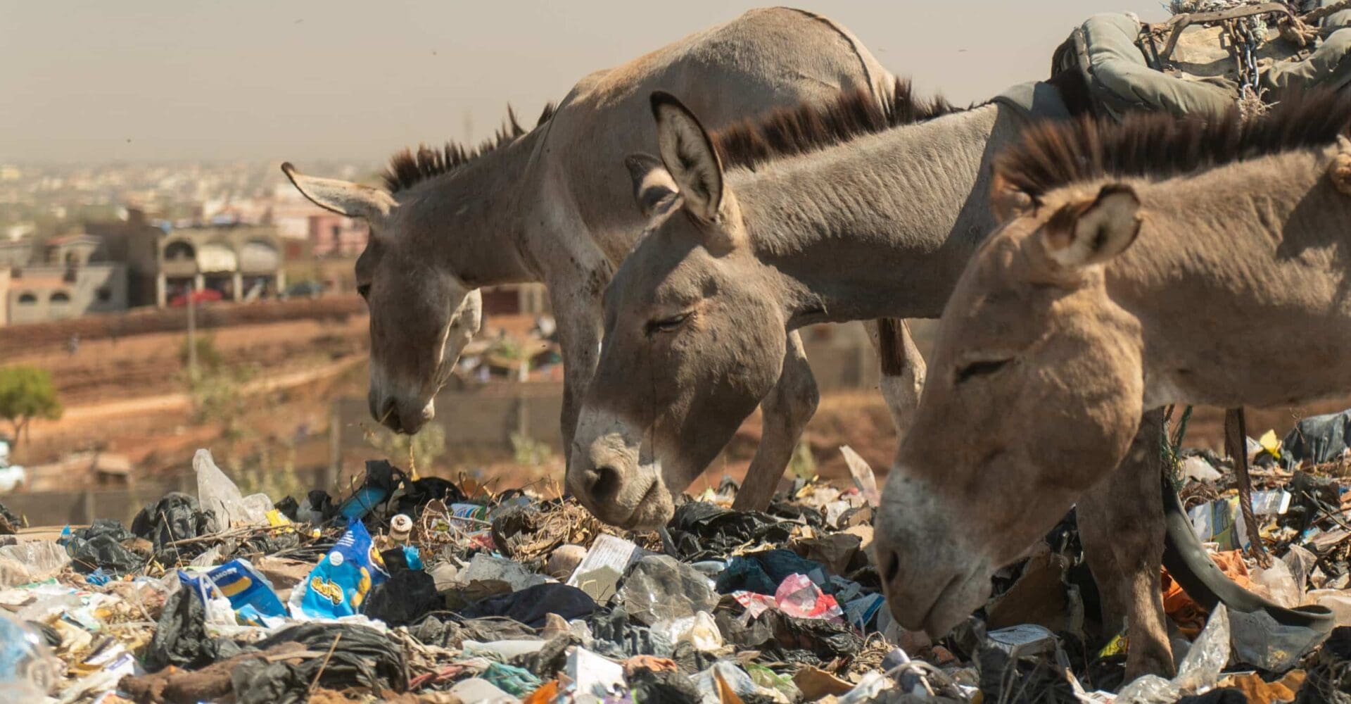 Three donkeys rummaging through plastic at a rubbish dump.