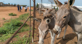 What Is A Mule? 13 Things You Didn't Know