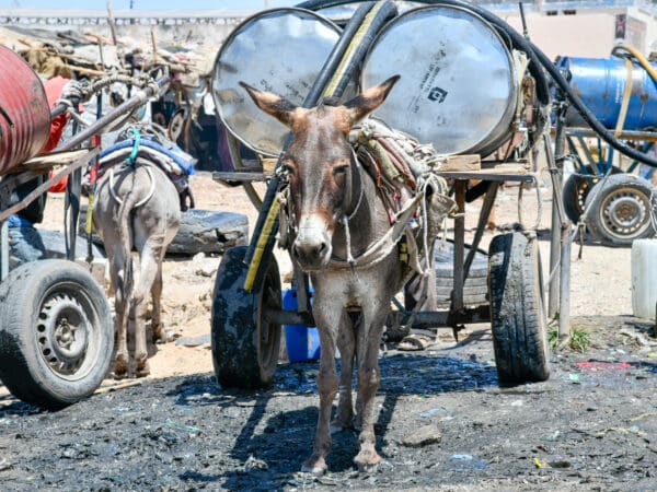 Donkey pulling heavy cart of rubbish.