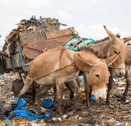 Exhausted donkeys pulling heavy loads of rubbish to the towering rubbish dumps of Bamako, Mali.