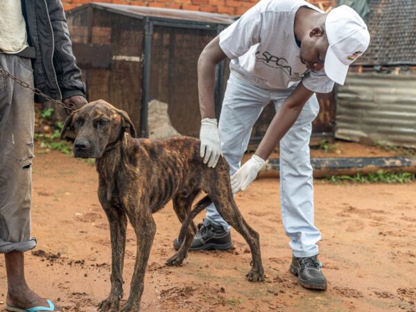 A skinny and starving dog in Malawi receives veterinary treatment from SPANA vets partnering with the LSPCA.