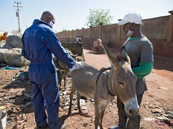A working donkey receives treatment from a SPANA vet after he was injured by a cord wrapped around his leg.