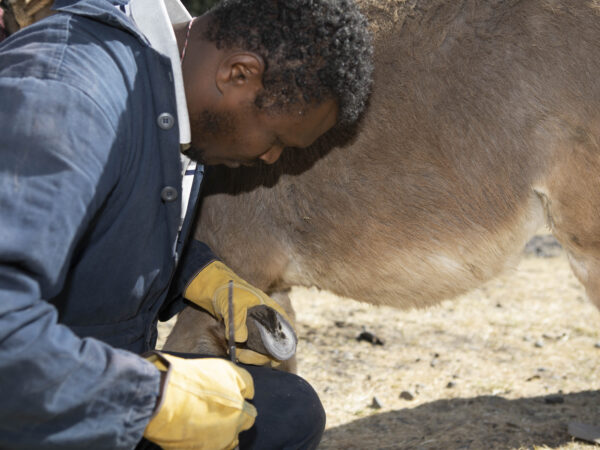 A SPANA farrier trims the hooves of a working donkey in Ethiopia