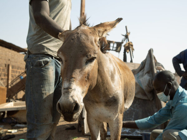 A working donkey in Mali receives treatment from a SPANA vet