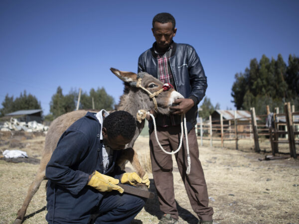 A working donkey receives treatment for overgrown hooves at a SPANA clinic in Ethiopia