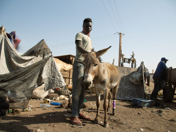 A working donkey was treated for a leg wound at a SPANA mobile clinic in Mali