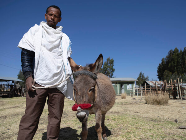 The owner of a working donkey suffering from overgrown hooves waits for treatment at a SPANA clinic in Ethiopia