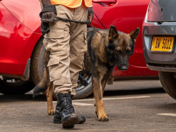 A working security dog patrols a car park next to a guard in Malawi.