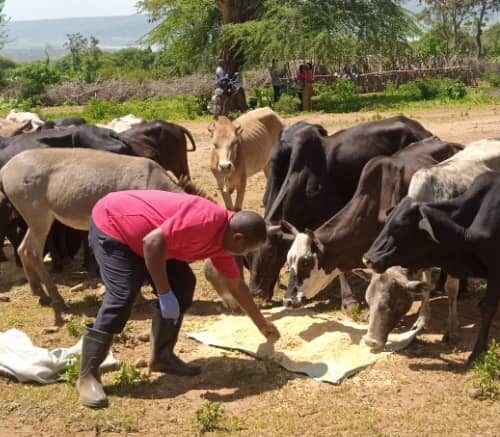 A man feeds a group of cows in the aftermath of the devastating floods and landslides in Tanzania.